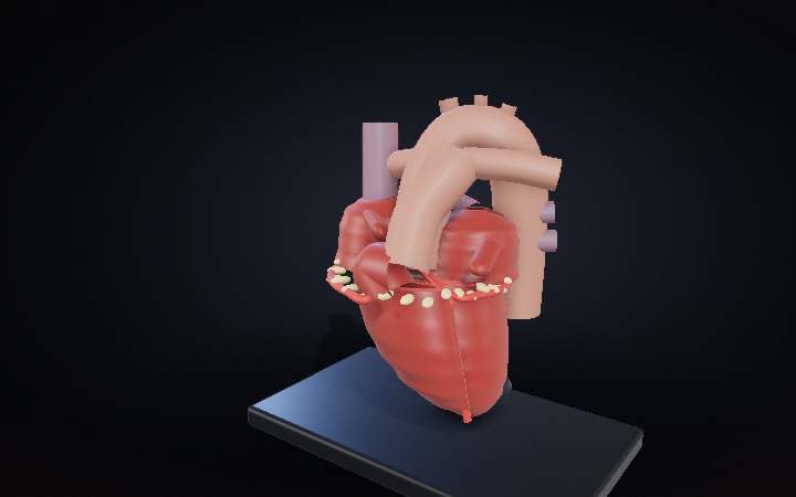 How the Heart Works — interactive 3D animation